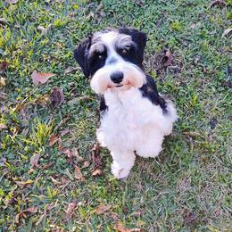 Miniature Schnauzers from Fur Covered Angels