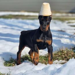 Krystal - Black and rust female Doberman Pinscher puppy in China Township, Michigan from Snell's Superior Kennel Dobermann & GSP