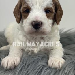 Gunner - Parti male Goldendoodle puppy in Milford, Indiana from Railway Acres Kennel