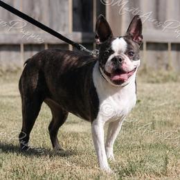 Molly - Boston Terrier