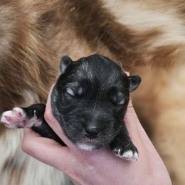 Evergreen - Agouti and white female Siberian Husky puppy in Lakebay, Washington from Cascade Siberians