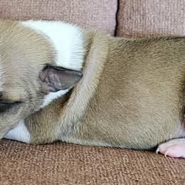 Boy 1 - Red male Italian Greyhound puppy in Phillips, Maine from Maplewood Italian Greyhounds