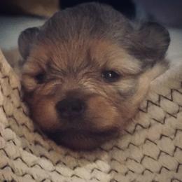 Pomeranian Puppies from Endure Farm Inc