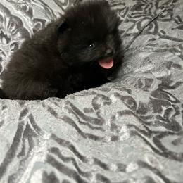 Helios - Black and tan male Pomeranian puppy in Silver Springs, Florida from Gigi’s Pocket Poms