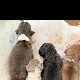 Chocolate Mantle BP - Chocolate female Great Dane puppy in Greenville, South Carolina from Allen’s Ridge Ranch