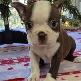 Female 1 - Red female Boston Terrier puppy in Mc Donough, Georgia from Ballard Boston Terriers