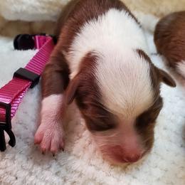 Miniature Australian Shepherd Puppies from Barnyard Mini Aussies
