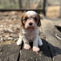 Remi - Blenheim female Cavalier King Charles Spaniel puppy in Comer, Georgia from Stratton Spaniels
