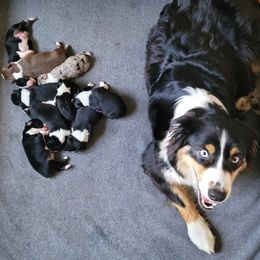 Australian Shepherd Puppies from RussKris Farms Aussies