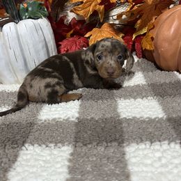 Sassy - Dapple female Dachshund puppy in Council Hill, Oklahoma from Rocky Springs Ranch