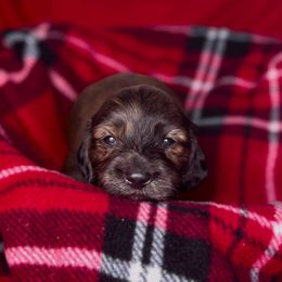 Donner - Brindle male Dachshund puppy in Kingman, Arizona from Diddle Bros Dachshunds