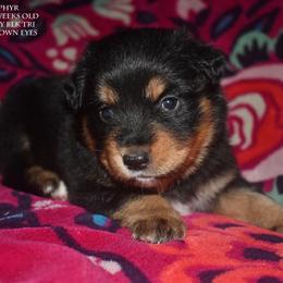 Zephyr - Black tri male Miniature Australian Shepherd puppy in Patterson, North Carolina from DreamLine Aussies