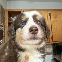 3 - Red tri male Miniature Australian Shepherd puppy in Cedar Creek, Texas from Rowdy Ranch Tx