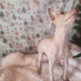 Lexi - Bringing Holiday Cheer Wherever She Goes - White and chocolate female American Hairless Terrier puppy in Lebanon, Missouri from Hearts Companions