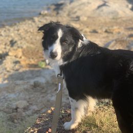 Charlie - Border Collie