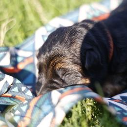 Elio - Black and red male German Shepherd puppy in Apex, North Carolina from Milestone GSDs