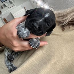 German Shorthaired Pointer Puppies from Golden pointers
