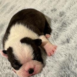 Girl 1 - Black brindle and white female Boston Terrier puppy in Madera Acres, California from Muggin Bostons Terriers and Mini Dachshund