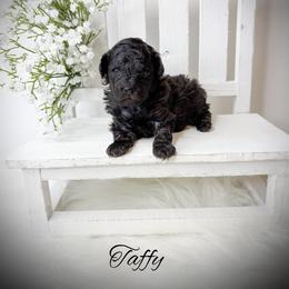 Taffy - Black male Poodle puppy in from Pink Poodles and Doodles