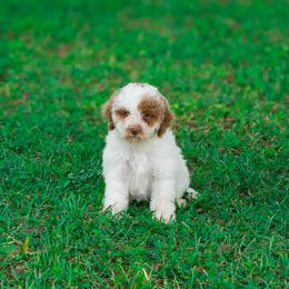 Clarissa - Parti female Goldendoodle puppy in Fort Myers, Florida from Corgis & Doodles