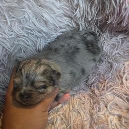 Madonna - Blue merle female Pomeranian puppy in Smithville, Texas from Lafary Poms