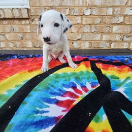Boy 2 - White and black Dalmatian puppy in Adamstown, Maryland from Sprinkled with Hearts Dalmatians