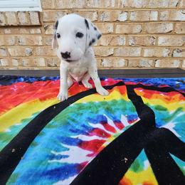 Boy 2 - White and black Dalmatian puppy in Adamstown, Maryland from Sprinkled with Hearts Dalmatians