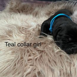 Teal Collar - Black female Cane Corso puppy in Fritch, Texas from Carrie Brown's Cane Corsos