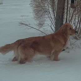 Golden Retrievers from Lyons Golden Retrievers