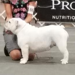 Bulldog All Grown Up from Toadhall Bulldogs