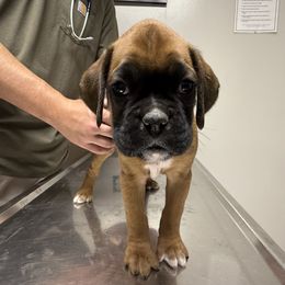 Wilma - Fawn female Boxer puppy in Taft, Tennessee from Hillbillie Boxers