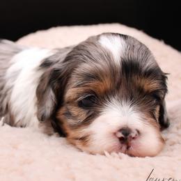 Nova - Merle female Cavapoo puppy in Hendersonville, North Carolina from Grayfinn House