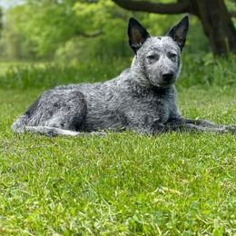 Australian Cattle Dogs from Redemption Heelers
