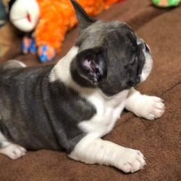 French Bulldog Puppies from Ponderosa Frenchies