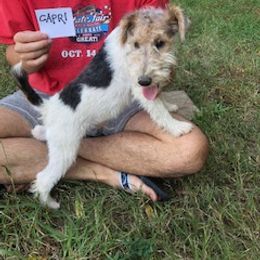 Wire Fox Terrier Puppies from Lyndon Meadow Farm