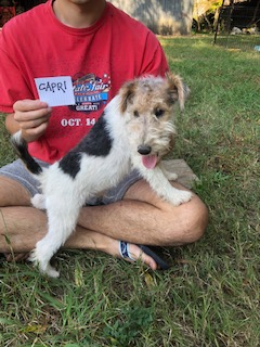Wire Fox Terrier Puppies from Lyndon Meadow Farm