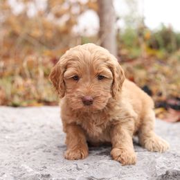 Light Blue - Caramel female Australian Labradoodle puppy in Williamstown, New York from Lewis Manor Labradoodles
