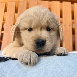 Sam - Golden male Golden Retriever puppy in North Pole, Alaska from Mulberry Retrievers