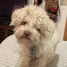 George - Havanese