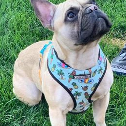 French Bulldogs from Lilac City French Bulldogs