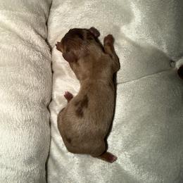 Blonde - Dapple female Dachshund puppy in Birchtree, Missouri from Cruzan Dachshunds