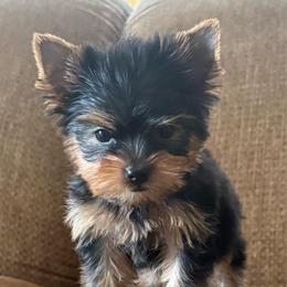 Cash SMALL - Blue and gold male Yorkshire Terrier puppy in Monticello, Iowa from Ashley’s Puppies