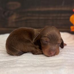 Little Sparrow - Chocolate and tan female Dachshund puppy in Dothan, Alabama from Little House Pups