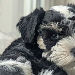 Miniature Schnauzers from Cole Country Schnauzers