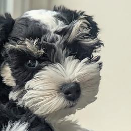 Miniature Schnauzers from Cole Country Schnauzers