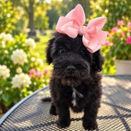 R e m i n g t o n - female Cavapoochon puppy in Bullard, Texas from Cavapoochon Central LLC