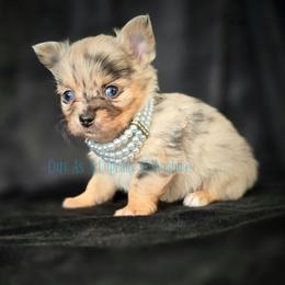 Dubai 4500 Blue eyes - Merle male Chihuahua puppy in Piqua, Kansas from Cute As A Cupcake Chihuahuas