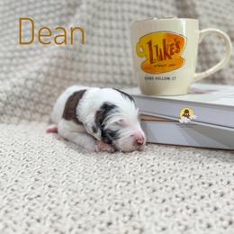 Dean - Parti male Goldendoodle puppy in Dallas County, Texas from Dream A Little Doodle