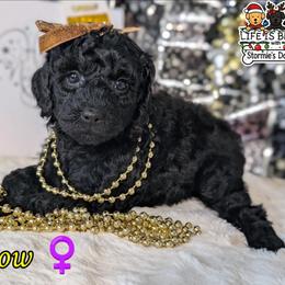 Yellow Girl - Black female Goldendoodle puppy in Rockledge, Florida from Stormie's Doodles