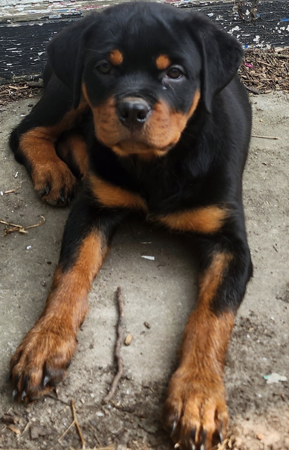 Rottweiler Puppies from S.L Rottweilers